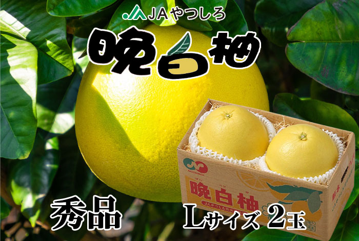 送料込】晩白柚 ばんぺいゆ 秀品 Lサイズ 2玉 熊本県産 JAやつしろ