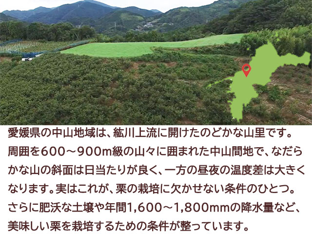 栗 中山栗 生栗 4L～3Lサイズ 愛媛県産 JAえひめ中央 | ネットでおさんぽショッピング-たまルンMALL-