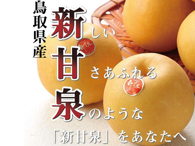 梨 新甘泉 しんかんせん 6L～5Lサイズ 7～10玉 5kg 鳥取県産 ＪＡ鳥取中央 | ネットでおさんぽショッピング-たまルンMALL-