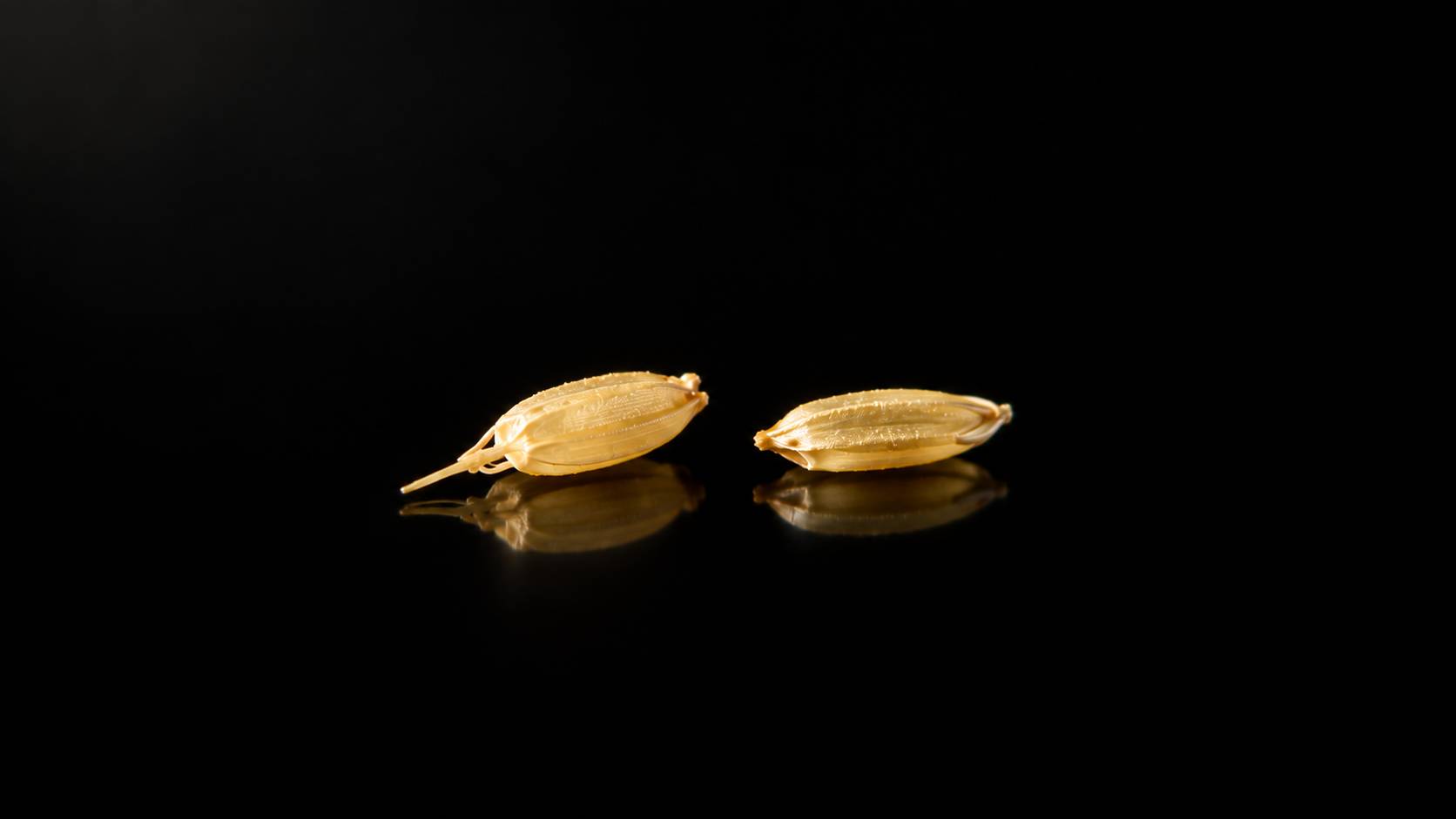 棚田で育てたコシヒカリ（玄米5kg）【送料無料】