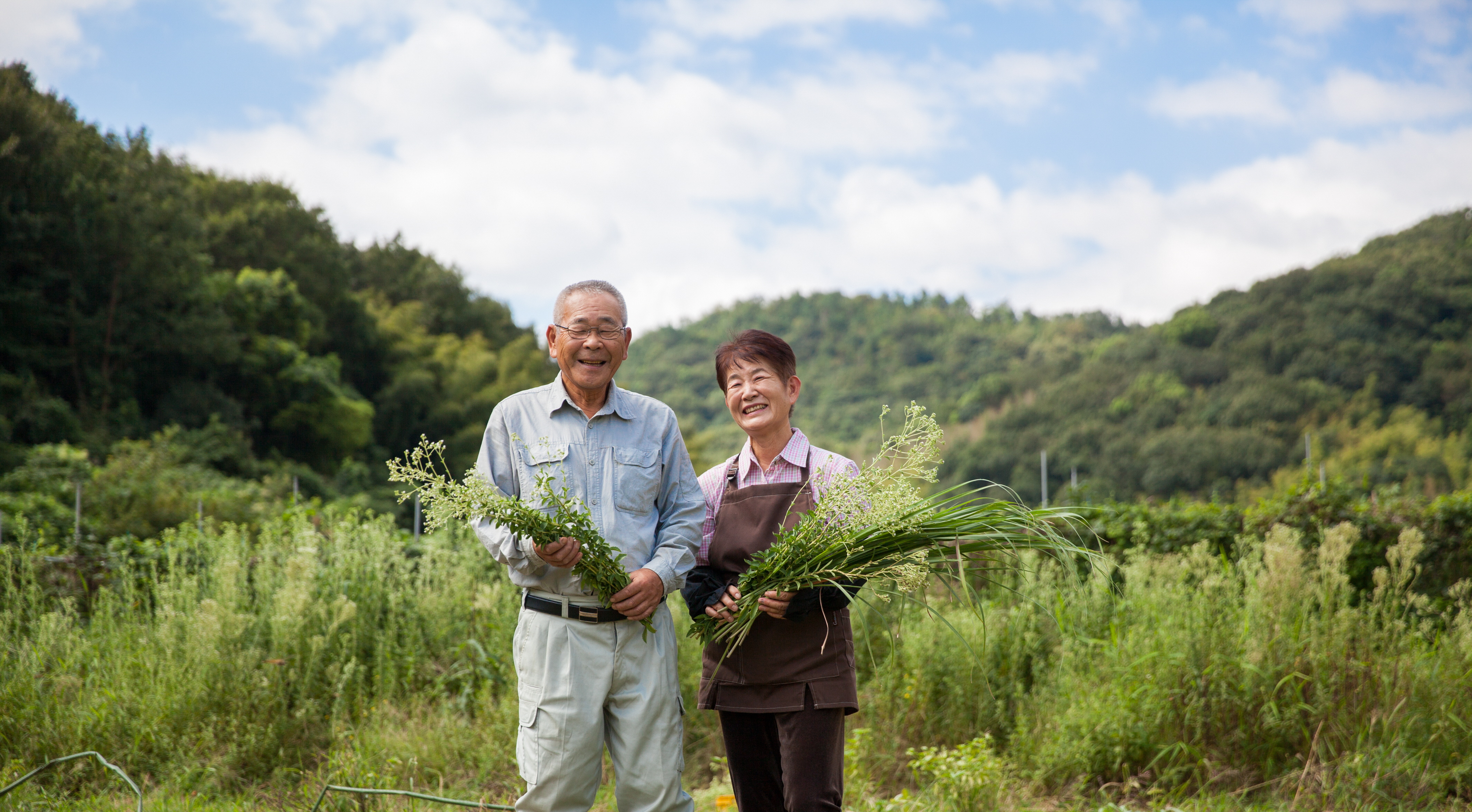 あお茶（徳用パック）