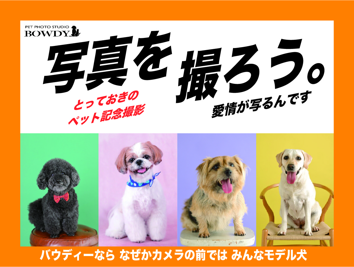 ペットちゃんのメモリアル撮影【撮影料・データ１枚付き。2L判プリント１枚&フレーム１点含む】